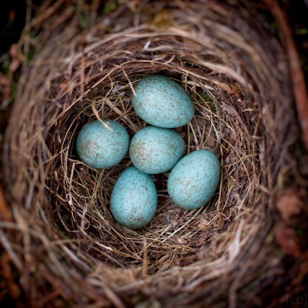 14181751641_e53057f919_k